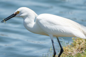 White Egret Sitting Bank of Lake Waiting for Prey, Summer, South Texas.