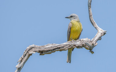 Western Kingbird Perched on a Tree in the Summer Sun, Southwest Texas