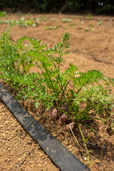 Cultivo de zanahoria