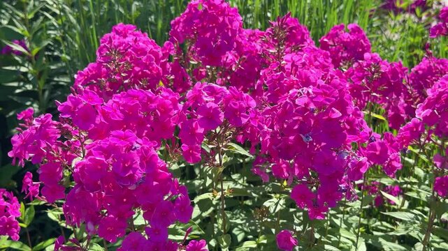 Vibrant pink Phlox paniculata flowers in full bloom under summer sunlight