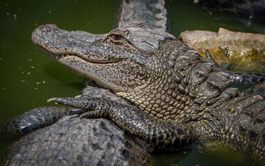 Closeup of an American Alligator, Spring in South Texas,  