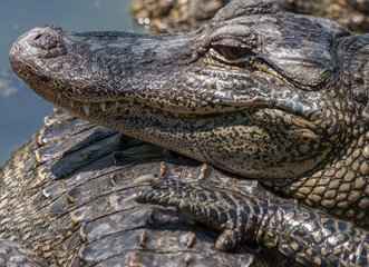 Closeup of an American Alligator, Spring in South Texas,  