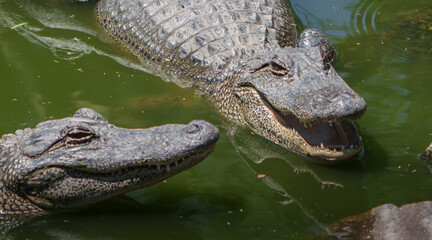 Closeup of an American Alligator, Spring in South Texas,  