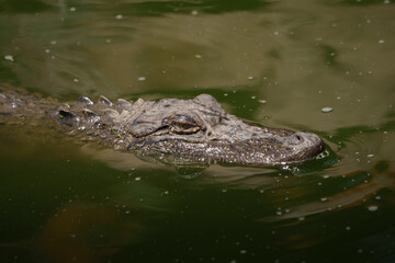 Closeup of an American Alligator, Spring in South Texas,  