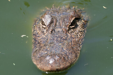 Closeup of an American Alligator, Spring in South Texas,  