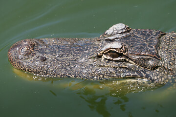 Closeup of an American Alligator, Spring in South Texas,  
