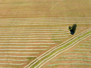 Aerial top view landscape with field texture on sunny summer day