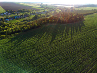 Aerial view landscape with green corn field with forest on sunset