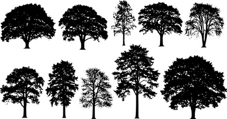 various deciduous trees silhouettes on the white background
