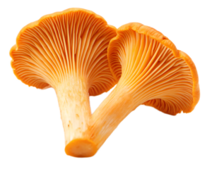 Close up shot of two vibrant orange chanterelle mushrooms with detailed gills on a black background