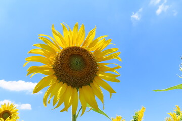 水色の空と黄色のひまわり