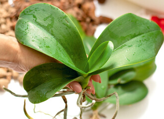 Concept of taking care of healthy roots. Cleaning of rot, resuscitation of damaged orchid plants in close-up. Home gardening, breeding of orchids. Diseases of orchids. High quality photo