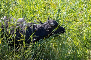 asiatic buffalo in its environment