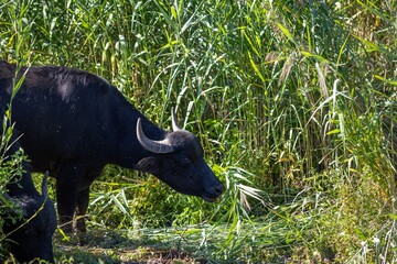 asiatic buffalo in its environment