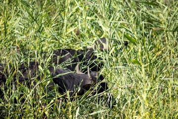 asiatic buffalo in its environment