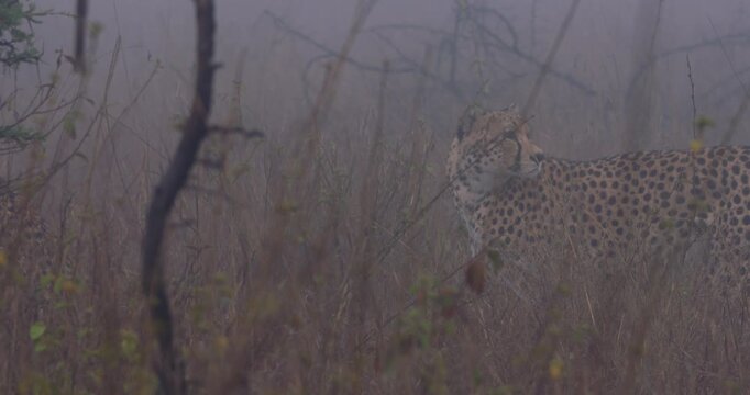 Wide of Cheetah (Acinonyx jubatus) running through tall dry grass in foggy morning in savannah in Kenya