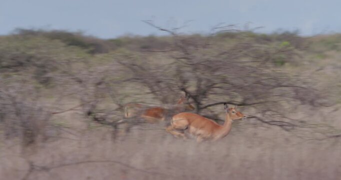 Wide of Impala (Aepyceros melampus) running through dry grass and thicket in sunny day in savannah grassland in Kenya
