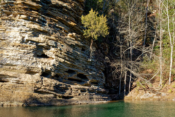 Tree growing on the side of a bluff