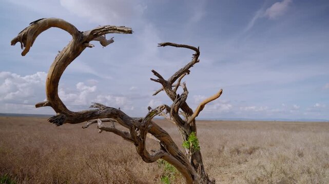 Wide gimbal parallax of a dead tree in dry savannah grassland under hot midday sun in Kenya