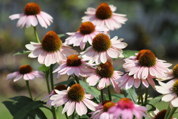 Echinacea purpurea. Flower plant commonly known as coneflower.