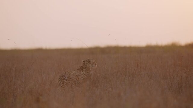 Extreme wide steadicam of a cheetah (Acinonyx jubatus) walking and running in the golden hued plains at sunset  in kenya 