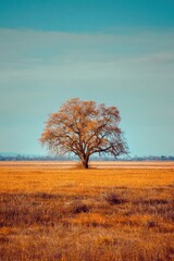 Fototapeta premium Solitary Golden Oak: A Stunning Autumn Scene with Luminous Leaves and Expansive Skies