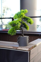 Artificial bonsai tree displayed on a wooden table in an outdoor setting under natural light