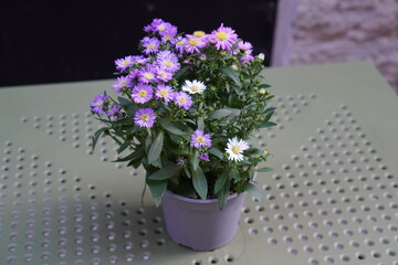 Colorful aster flowers in a pot on a green perforated table outdoors during daylight