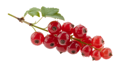 Red Currants fruit, isolated on transparent background