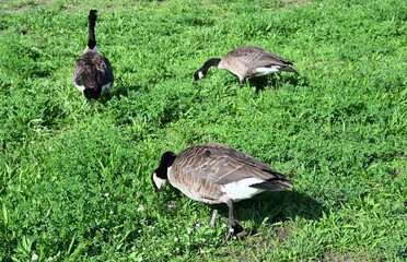 Three Canada geese grazing in a green urban park, showing how wildlife peacefully coexists close to human habitats and city life.