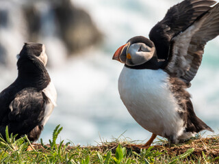 atlantic puffin or common puffin