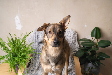 Adorable brown young dog relaxing at home surrounded by green plants on a cozy chair