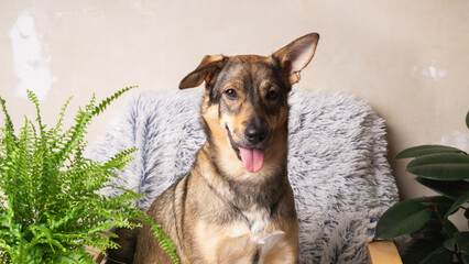 Fototapeta na wymiar Happy dog relaxing at home with lush green plants in a cozy setting. Pets care concept.