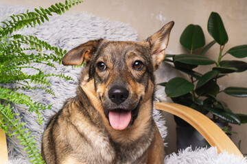 Charming adopted mixed breed dog relaxing in cozy home setting surrounded by lush green plants