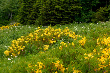 Obraz premium A vibrant yellow rhododendron in full bloom stands out against the lush green slope of a mountain, its golden flowers creating a striking contrast with the surrounding vegetation.