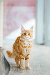 Cute orange red haired maine coon kitten