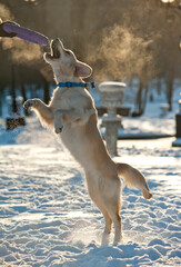 Youg golden retriever cathing a toy in a winter day