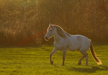 Andalusian horse in a sunset trotting