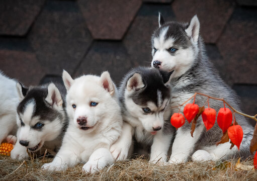 Cute little husky pups