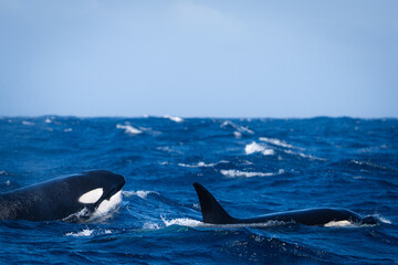 Orcas Hunting © Marina