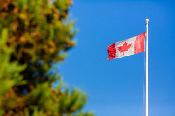 The Canadian flag waves majestically against a clear blue sky, symbolizing national pride amid a backdrop of green foliage.