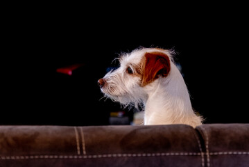 weiß brauner Hund sitzt auf einem braunen Sofa, guckt über die Rückenlehne
