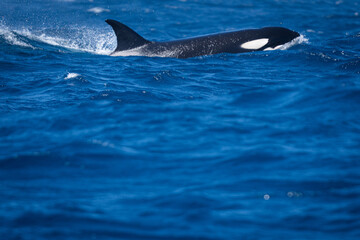 Fototapeta premium Wild orca