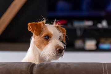 weiß brauner Hund sitzt auf einem braunen Sofa, guckt über die Rückenlehne
