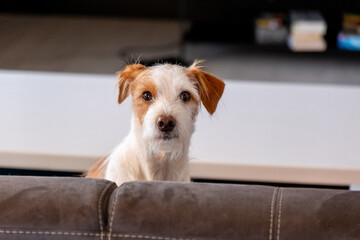 weiß brauner Hund sitzt auf einem braunen Sofa, guckt über die Rückenlehne
