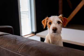 weiß brauner Hund sitzt auf einem braunen Sofa, guckt über die Rückenlehne
