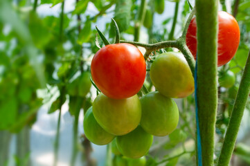 Tomatoes ripening in a greenhouse