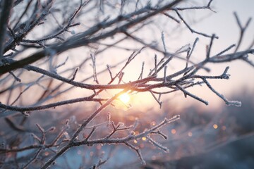 Sparkling frost on bare tree branches with cold pale sunrise.