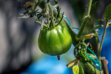 tomato on a vine