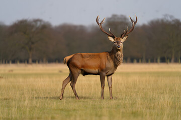 Fototapeta premium Majestic stag with impressive antlers standing in a grassy field deer wild animal